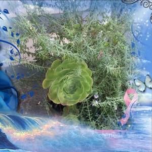 Meet your Posher, Sophfronia